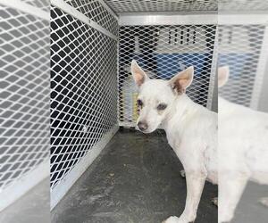 Chihuahua Dogs for adoption in Bakersfield, CA, USA