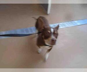 Chiweenie Dogs for adoption in Chula Vista, CA, USA
