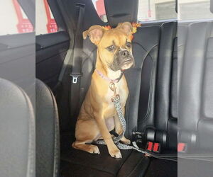 Boxer Dogs for adoption in Dumont, NJ, USA