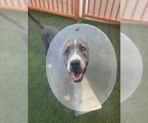 American Pit Bull Terrier-Unknown Mix Dogs for adoption in Las Vegas, NV, USA