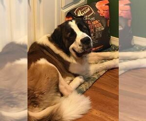 Saint Bernard Dogs for adoption in Akron, OH, USA