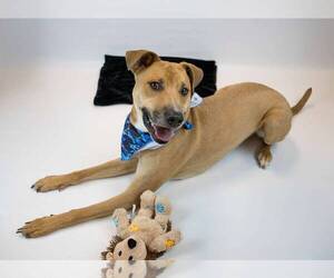 Mutt Dogs for adoption in Kennesaw, GA, USA
