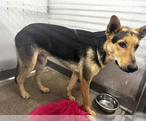 German Shepherd Dog Dogs for adoption in San Bernardino, CA, USA