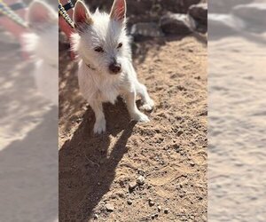 Welsh Terrier Dogs for adoption in Globe, AZ, USA