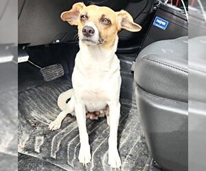 Rat Terrier-Unknown Mix Dogs for adoption in Houston, TX, USA