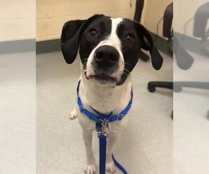 English Foxhound-Unknown Mix Dogs for adoption in Boston, MA, USA