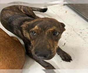 American Pit Bull Terrier-Unknown Mix Dogs for adoption in Conroe, TX, USA