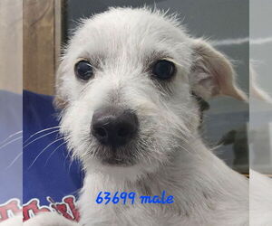 Mutt Dogs for adoption in Chico, CA, USA