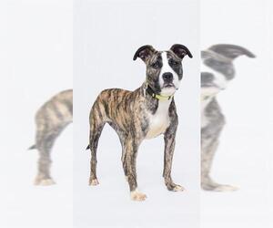 Mutt Dogs for adoption in Forestville, MD, USA