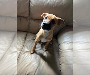 Black and Tan Coonhound-Labrador Retriever Mix Dogs for adoption in toms river, NJ, USA