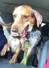 English Coonhound Dogs for adoption in Boonton, NJ, USA