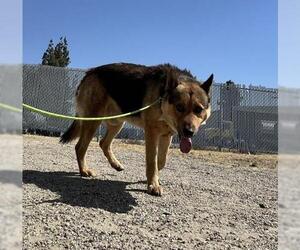 German Shepherd Dog Dogs for adoption in Bakersfield, CA, USA