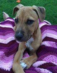 Medium Photo #1 Redbone Coonhound-Unknown Mix Puppy For Sale in Minneapolis, MN, USA