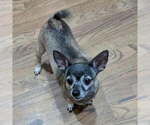 Chihuahua Dogs for adoption in Opelika, AL, USA