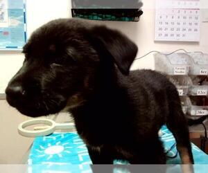 Rottweiler-Unknown Mix Dogs for adoption in Martinez, CA, USA