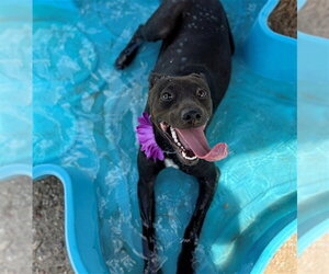 Greyhound-Unknown Mix Dogs for adoption in Conroe, TX, USA