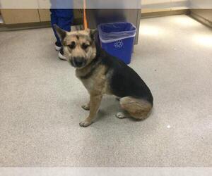 German Shepherd Dog Dogs for adoption in Riverside, CA, USA