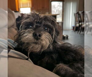 Miniature Schnauzer-Unknown Mix Dogs for adoption in Bristol, CT, USA