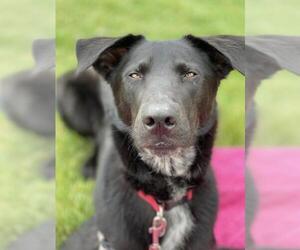 Labrador Retriever-Unknown Mix Dogs for adoption in Alexandria, VA, USA