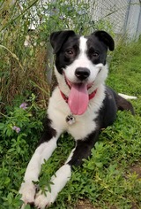 Borador Dogs for adoption in Detroit Lakes, MN, USA