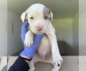 American Pit Bull Terrier-Unknown Mix Dogs for adoption in Houston, TX, USA