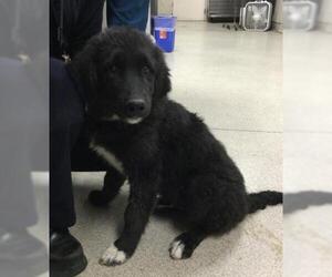 German Shepherd Dog-Unknown Mix Dogs for adoption in Riverside, CA, USA