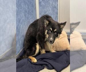 German Shepherd Dog Dogs for adoption in Fort Collins, CO, USA
