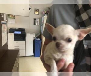 Chihuahua Dogs for adoption in Sugar Land, TX, USA
