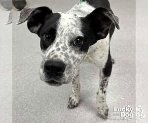 Labrador Retriever-Unknown Mix Dogs for adoption in Washington, DC, USA