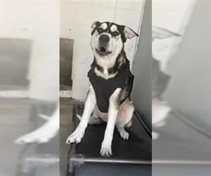 Huskies -Unknown Mix Dogs for adoption in San Andreas, CA, USA