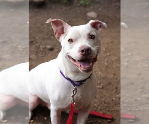 Mutt Dogs for adoption in Philadelphia, PA, USA