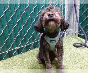 Maltese-Unknown Mix Dogs for adoption in Downey, CA, USA