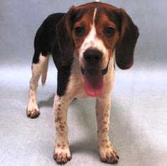 Beagle Dogs for adoption in Ridgefield, CT, USA