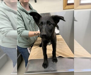 Gerberian Shepsky Dogs for adoption in Fairbanks, AK, USA