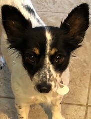 Papillon-Unknown Mix Dogs for adoption in Issaquah, WA, USA