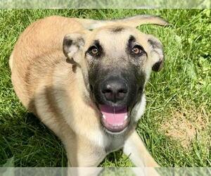 German Shepherd Dog-Unknown Mix Dogs for adoption in Pueblo, CO, USA