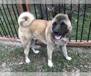Akita Dogs for adoption in San Antonio, TX, USA