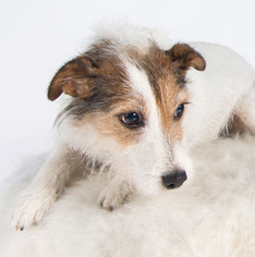 Medium Photo #1 Jack Russell Terrier Puppy For Sale in St. Louis Park, MN, USA