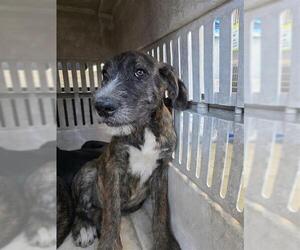 Mutt Dogs for adoption in San Antonio, TX, USA