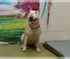 Bull Terrier Dogs for adoption in Moreno Valley, CA, USA
