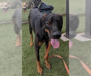 German Shepherd Dog Dogs for adoption in Downey, CA, USA