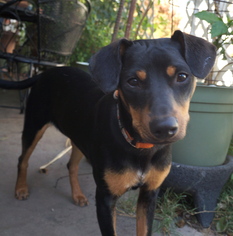 Miniature Pinscher-Unknown Mix Dogs for adoption in PIPE CREEK, TX, USA