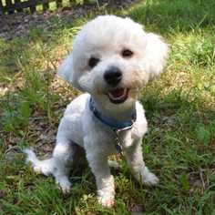 Poochon Dogs for adoption in Durham, NC, USA