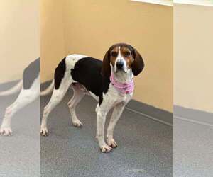 Treeing Walker Coonhound Dogs for adoption in Low Moor, VA, USA