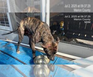 American Pit Bull Terrier Dogs for adoption in Ocala, FL, USA