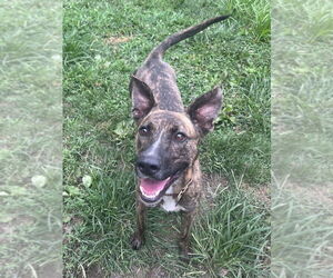 Medium Photo #2 Holland Shepherd-Unknown Mix Puppy For Sale in Brewster, NY, USA