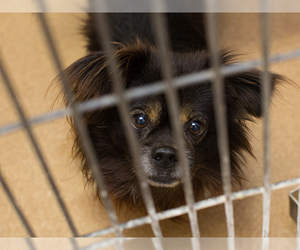 Pomeranian Dogs for adoption in Martinez, CA, USA
