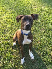 Boxer Dogs for adoption in Tampa, FL, USA