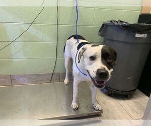Labrador Retriever-Unknown Mix Dogs for adoption in Grand Prairie, TX, USA