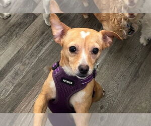 Mutt Dogs for adoption in Candler, NC, USA